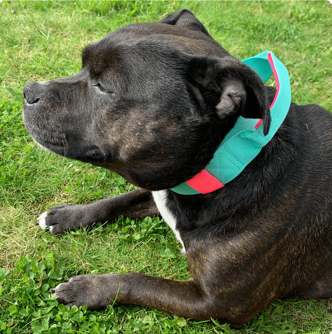 Staffy, Staffordshire Bull Terrier, SBT, Show Collar, Staffie, staffy nylon collar with handle
