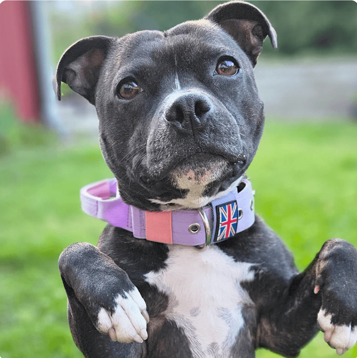 Staffy, Staffordshire Bull Terrier, SBT, Show Collar, Staffie, staffy nylon collar with handle