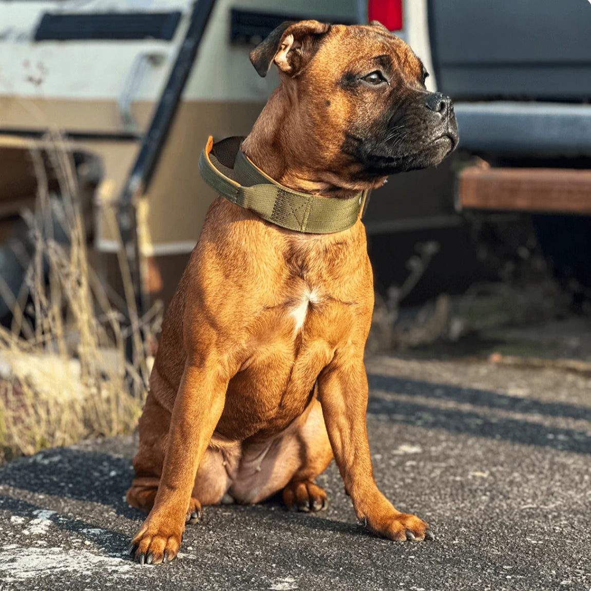 Staffy, Staffordshire Bull Terrier, SBT, Show Collar, Staffie, staffy nylon collar with handle