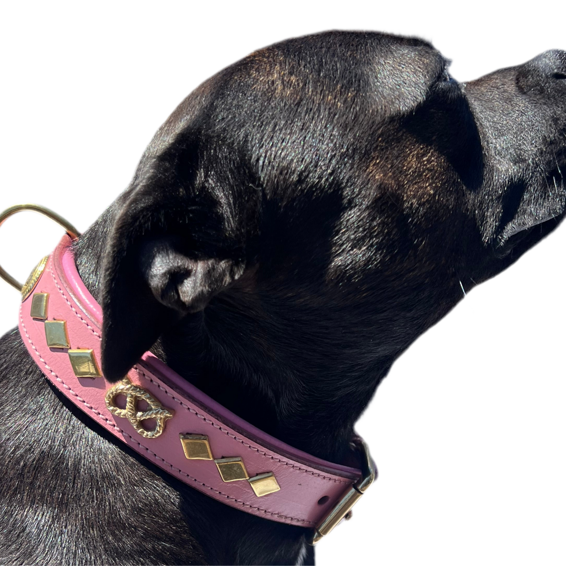 Staffy, Staffordshire Bull Terrier, SBT, Show Collar, Staffie, Wide Leather Collar