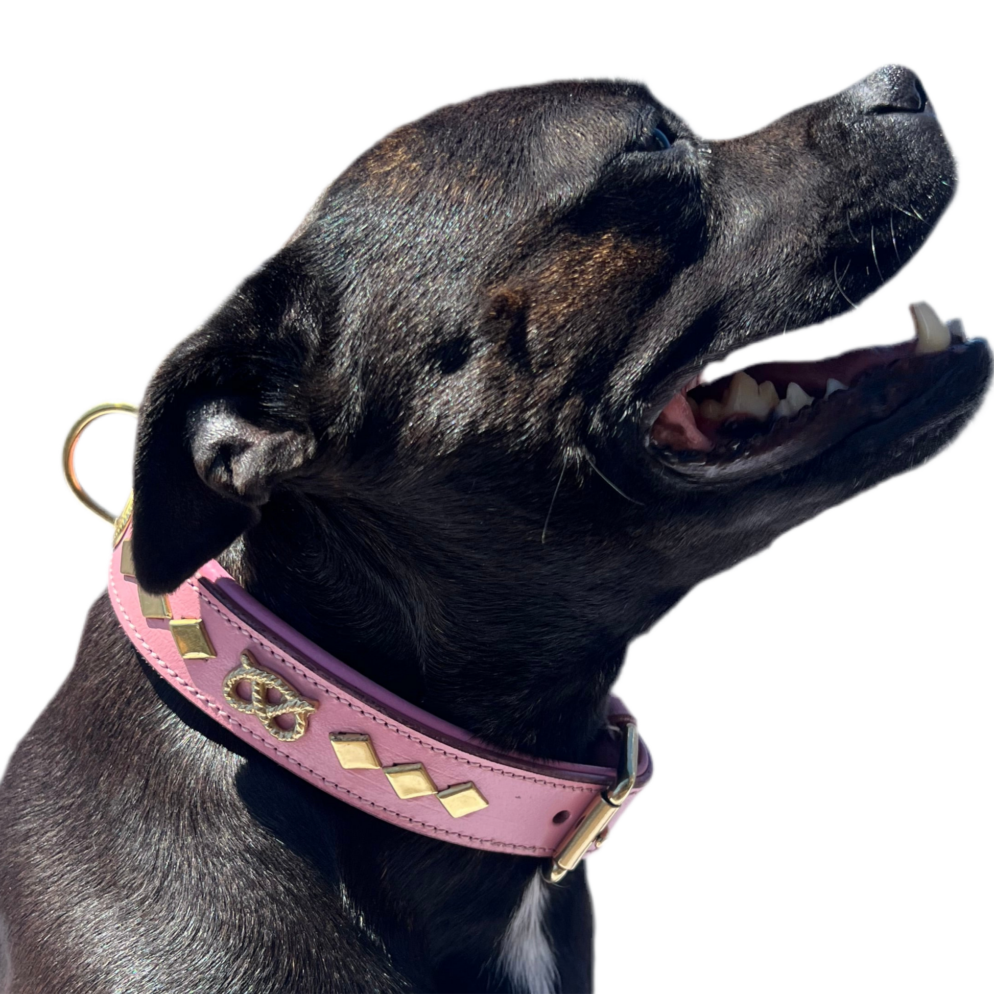 Staffy, Staffordshire Bull Terrier, SBT, Show Collar, Staffie, Wide Leather Collar