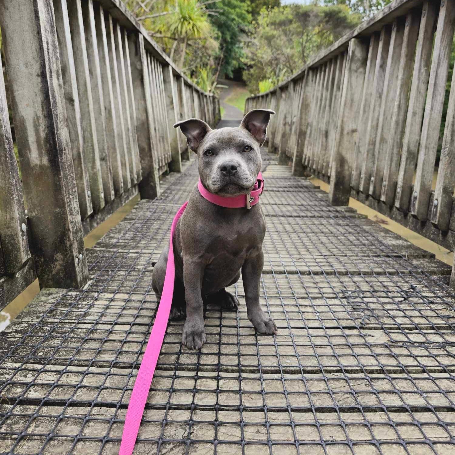 Staffy, Staffordshire Bull Terrier, SBT, Show Collar, Staffie, nylon collar