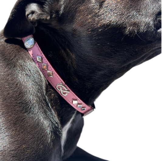 Staffy, Staffordshire Bull Terrier, SBT, Show Collar, Staffie, Leather Collar