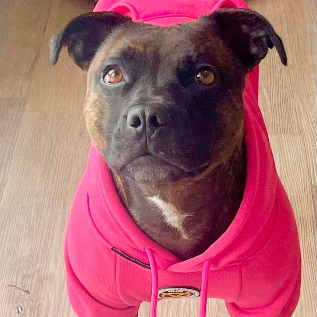 Staffy, Staffordshire Bull Terrier, SBT, Show Collar, Staffie, pink hoodie