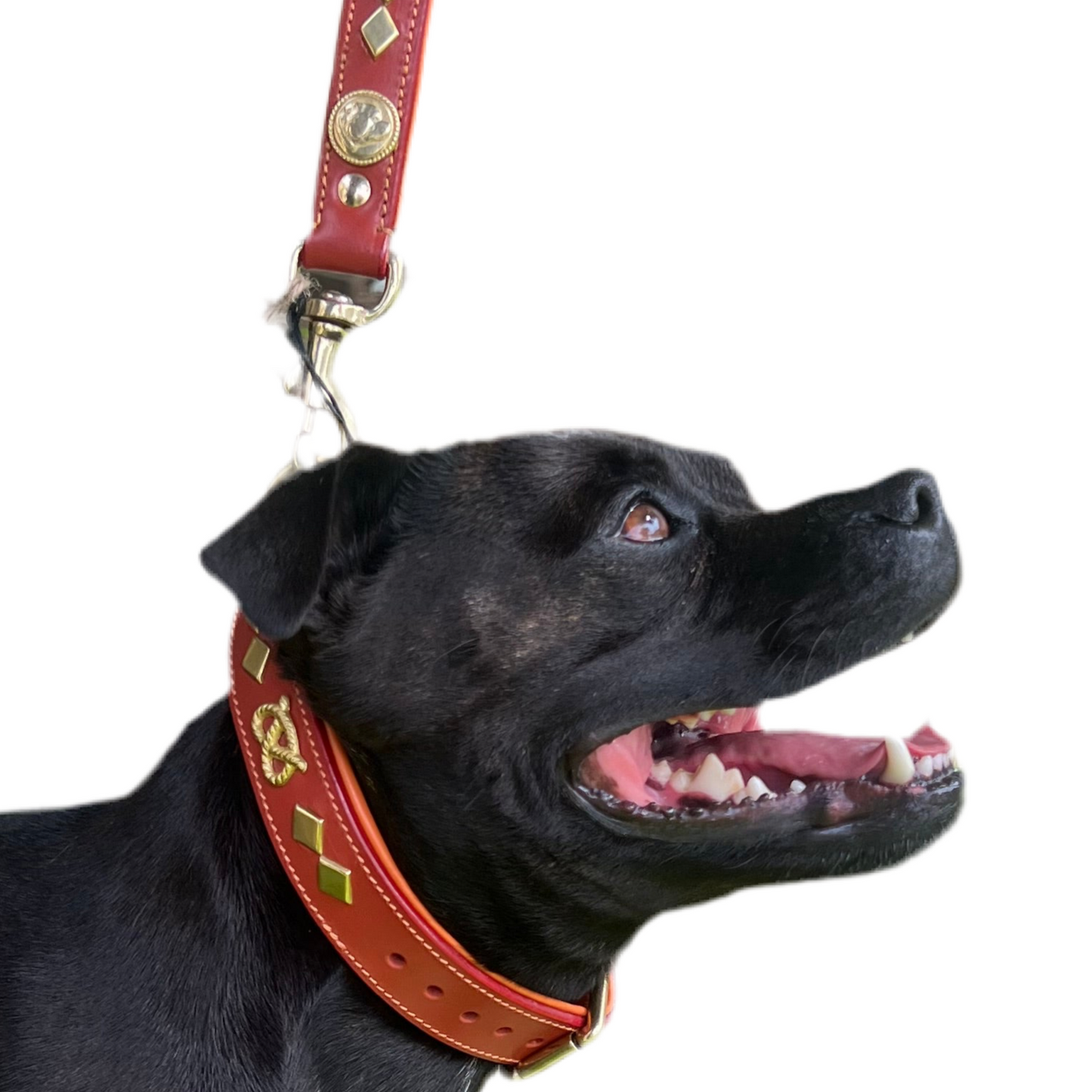 Staffy, Staffordshire Bull Terrier, SBT, Show Collar, Staffie, Wide Leather Collar Set
