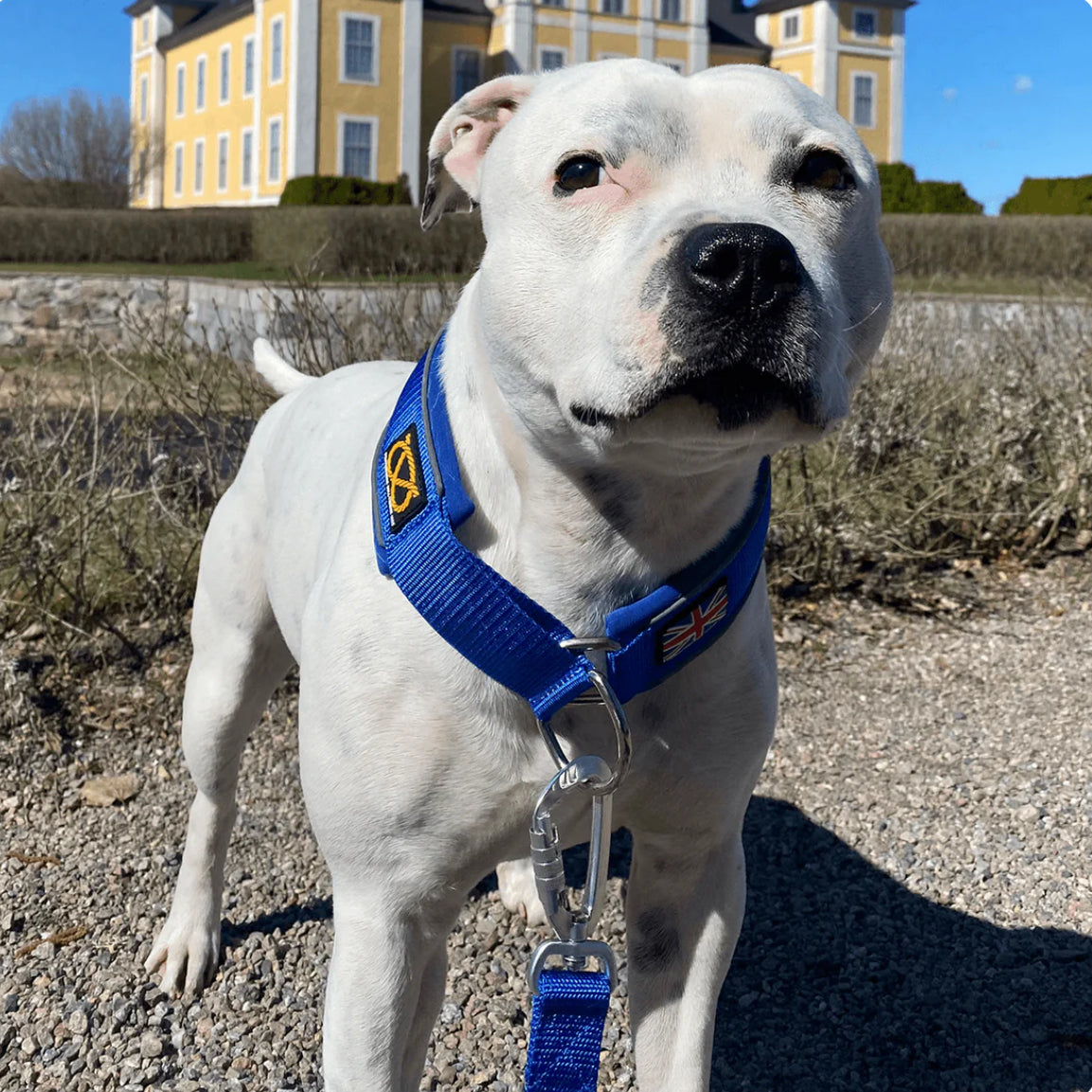 Staffy, Staffordshire Bull Terrier, SBT, Show Collar, Staffie, Martingale Collar