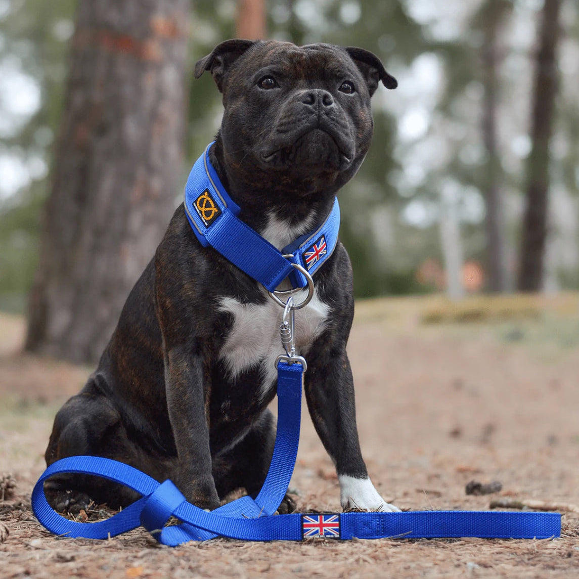 Staffy, Staffordshire Bull Terrier, SBT, Show Collar, Staffie, Martingale Collar