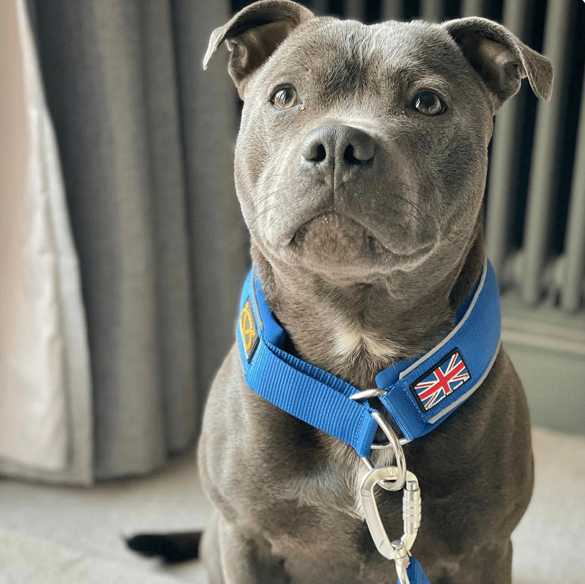 Staffy, Staffordshire Bull Terrier, SBT, Show Collar, Staffie, Martingale Collar