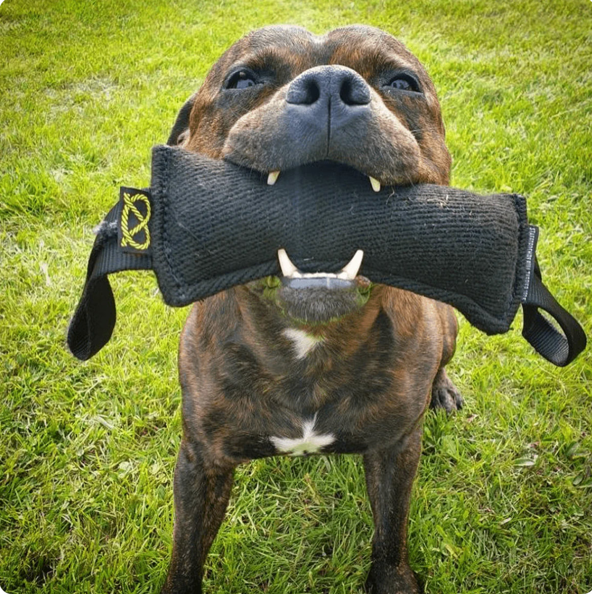 Staffy, Staffordshire Bull Terrier, SBT, Show Collar, Staffie, SBT Tug Toy