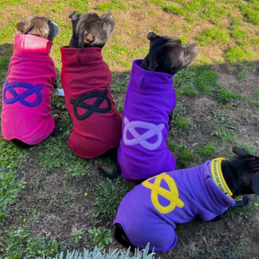 Staffy, Staffordshire Bull Terrier, SBT, Show Collar, Staffie, Stafford Fleece