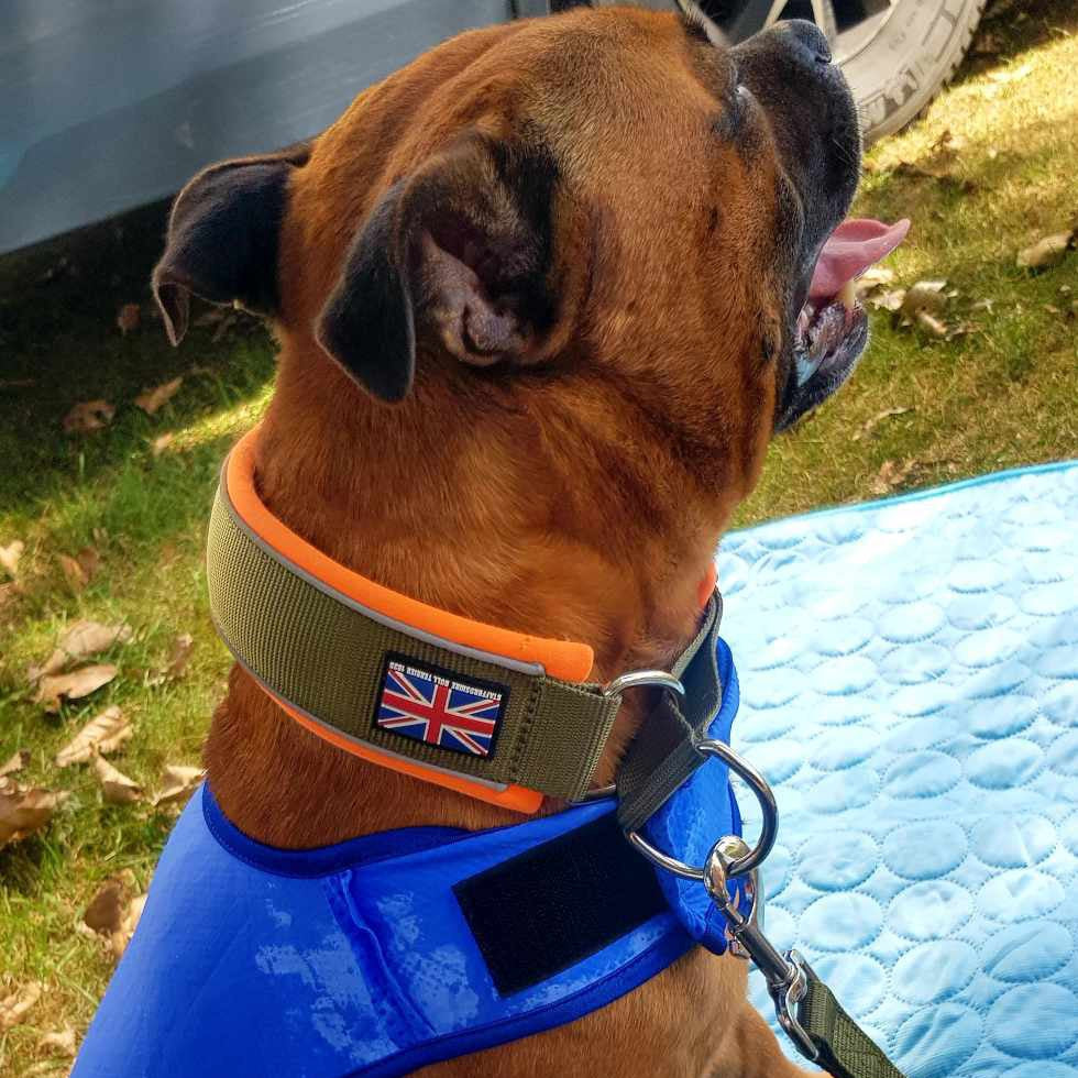 Staffy, Staffordshire Bull Terrier, SBT, Show Collar, Staffie, Staffy coling vest, soft martingale