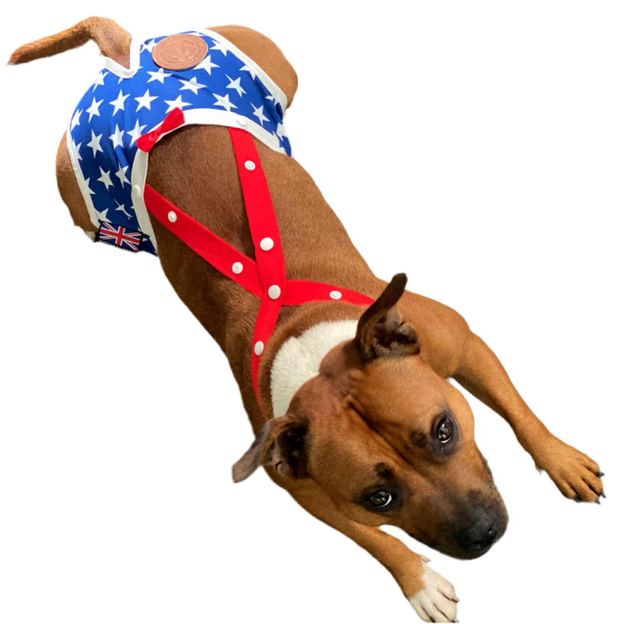 Staffy, Staffordshire Bull Terrier, SBT, Show Collar, Staffie, Hygiene Panties