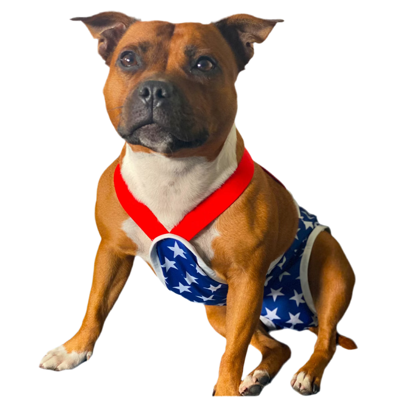 Staffy, Staffordshire Bull Terrier, SBT, Show Collar, Staffie, Staffy hygiene panties