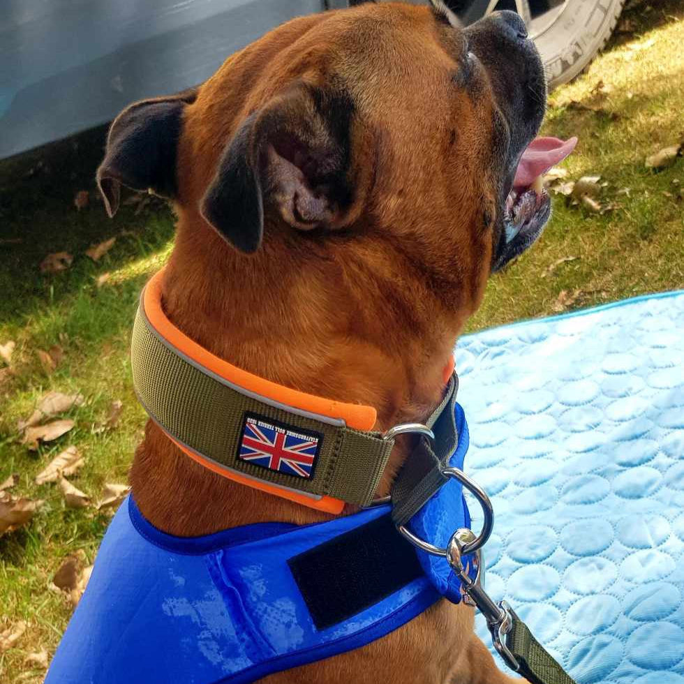 Staffy, Staffordshire Bull Terrier, SBT, Show Collar, Staffie, staffy cooling vest, soft martingale