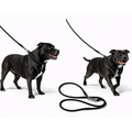 Two black staffordshire bull terriers on leashes against a white background