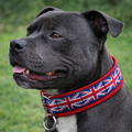 staffordshire bull terrier wearing a collar with a Union Jack design on a grassy background