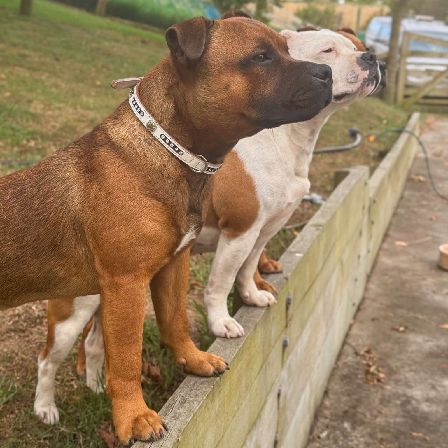 Staffy, staffie, Staffordshire bull terrier, dog, dogs, dog lovers, show dogs, leather collars