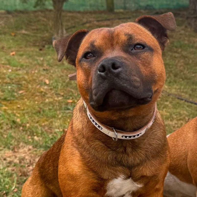 Staffy, staffie, Staffordshire bull terrier, dog, dogs, dog lovers, show dogs