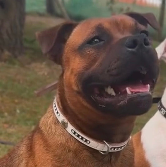 Staffy, staffie, Staffordshire bull terrier, dog, dogs, dog lovers, show dogs