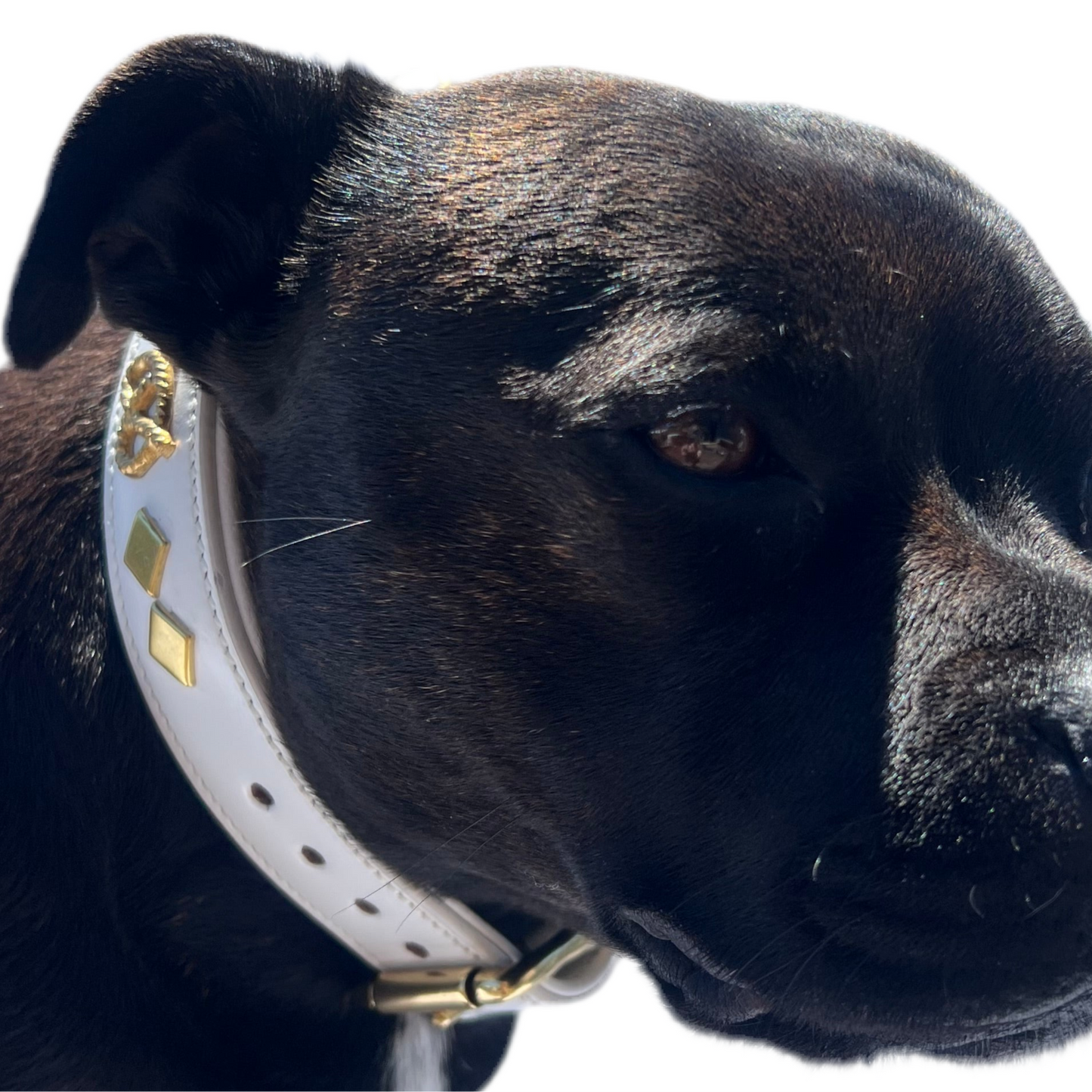 Staffy, Staffordshire Bull Terrier, SBT, Show Collar, Staffie, Wide Leather Collar