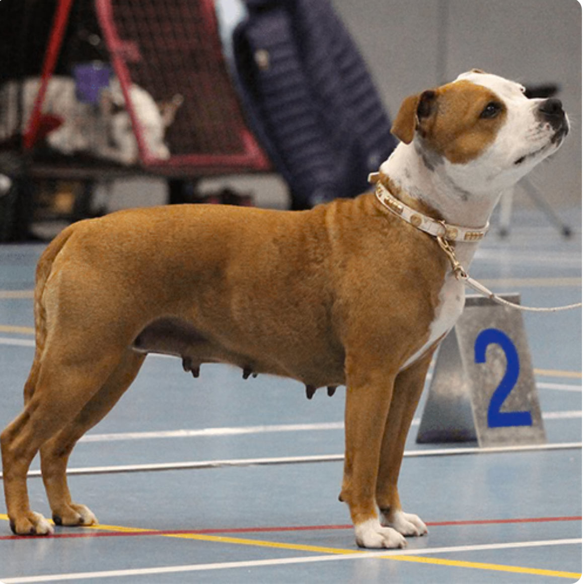 Staffy, Staffordshire Bull Terrier, SBT, Show Collar, Staffie, Leather Collar