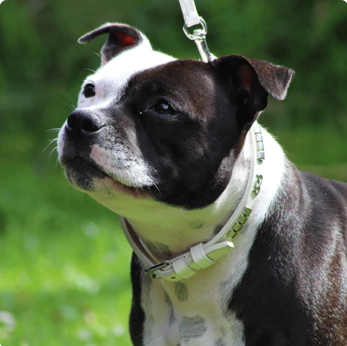 Staffy, Staffordshire Bull Terrier, SBT, Show Collar, Staffie, Leather Collar