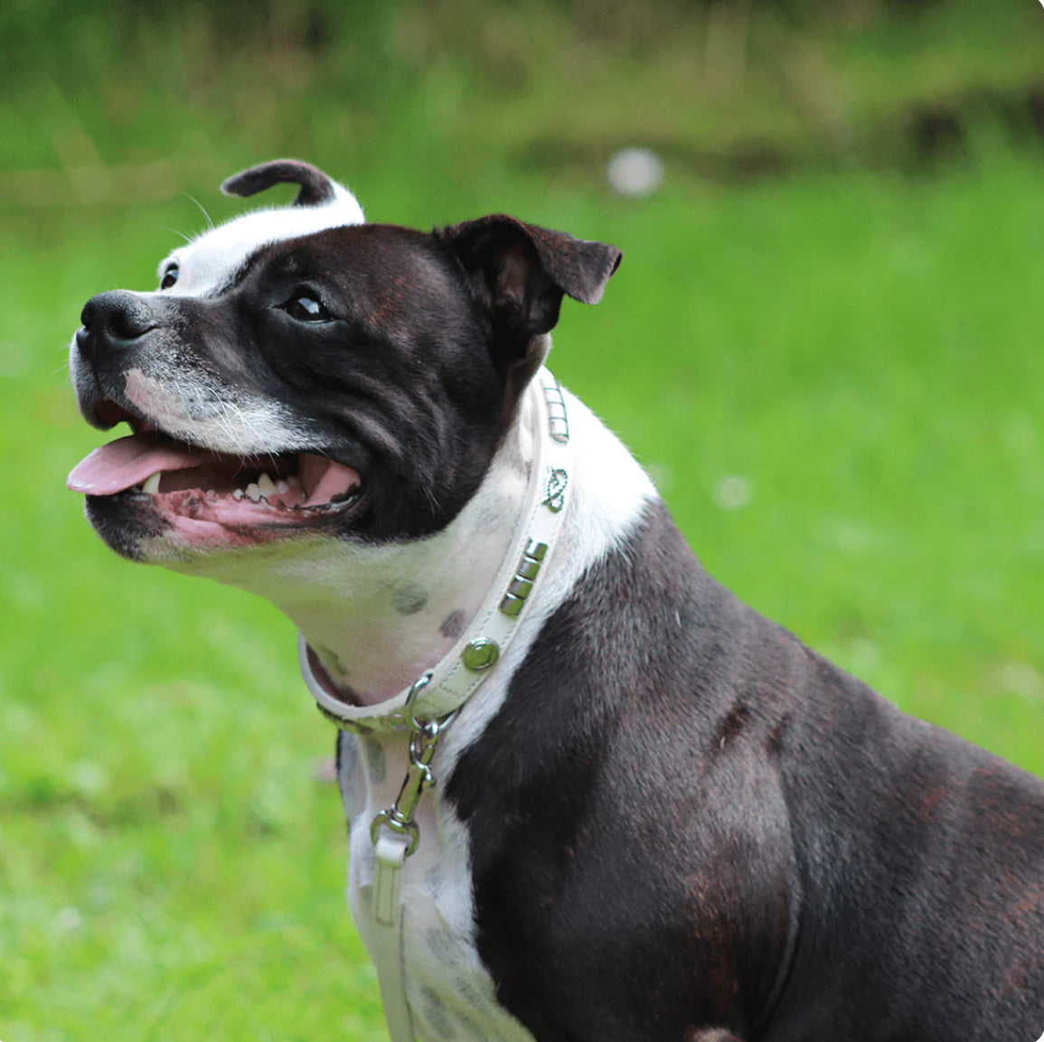 Staffy, Staffordshire Bull Terrier, SBT, Show Collar, Staffie, Leather Collar