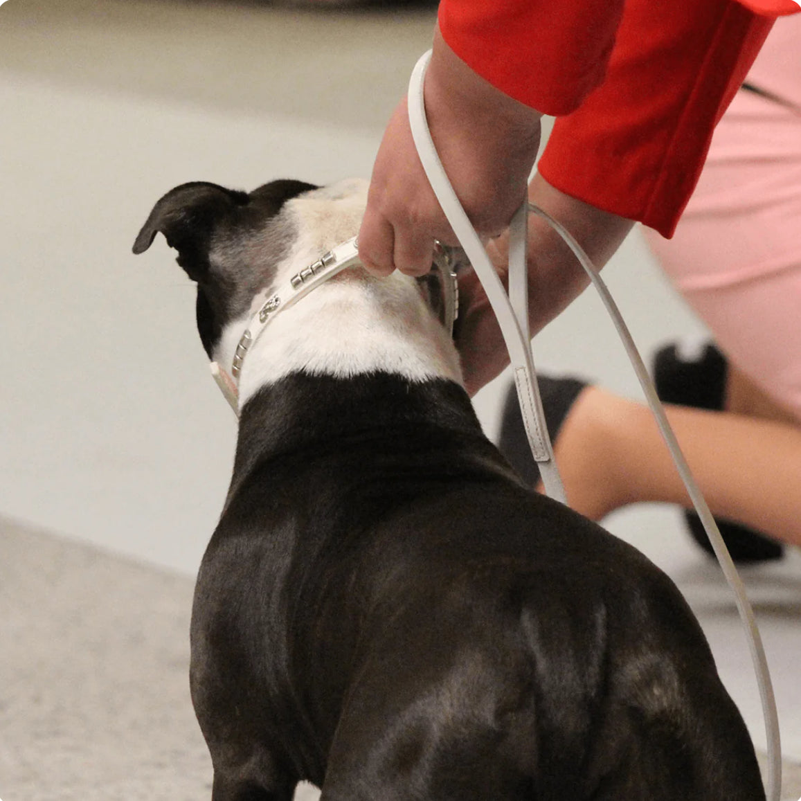 Staffy, Staffordshire Bull Terrier, SBT, Show Collar, Staffie, Leather Collar