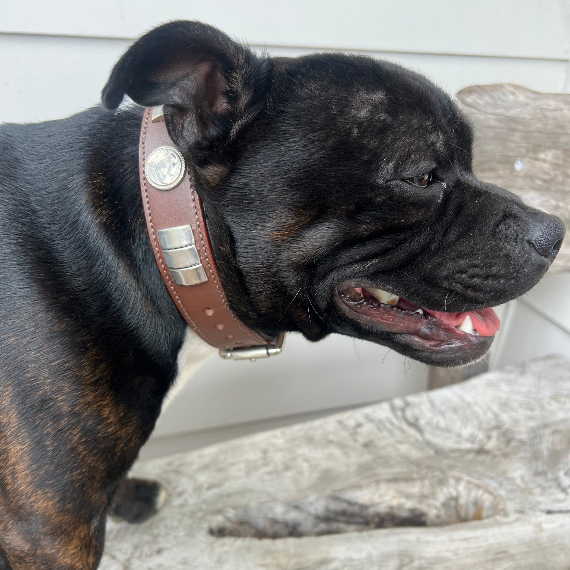 Staffy, Staffordshire Bull Terrier, SBT, Show Collar, Staffie, Leather Collar