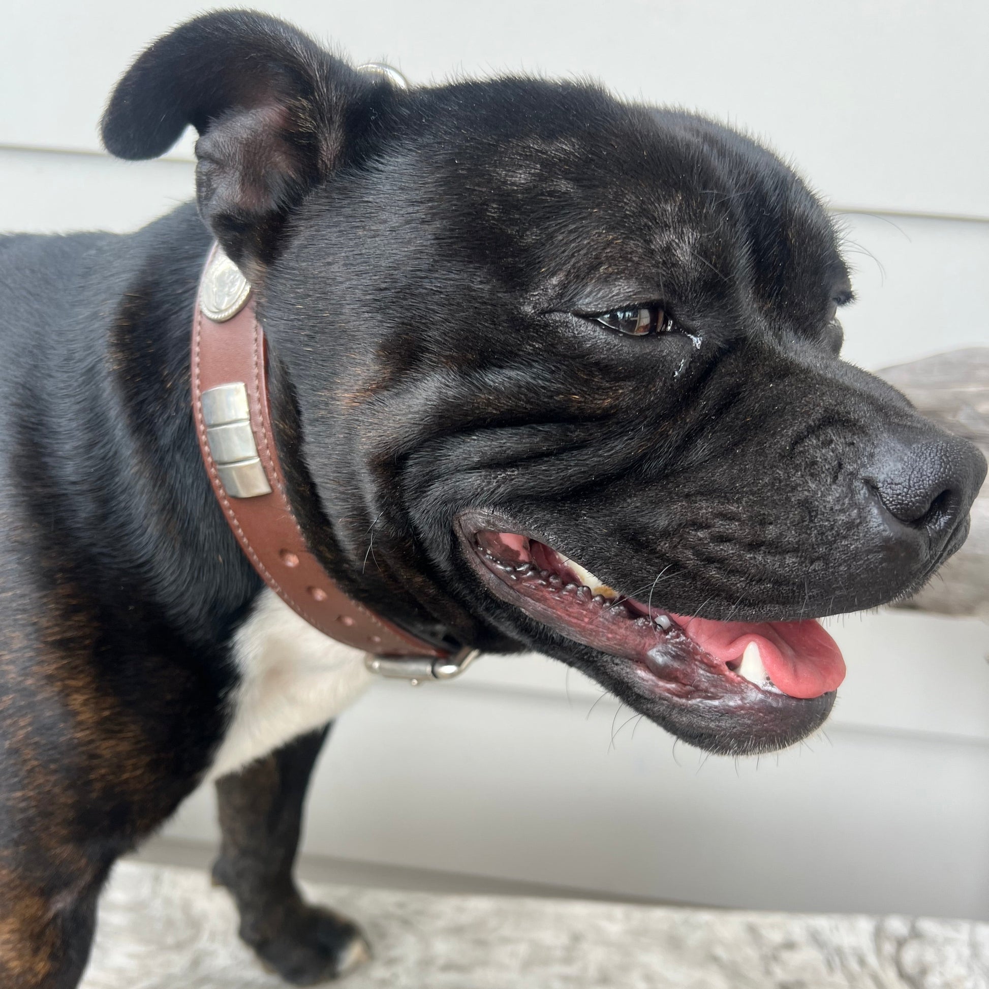 Staffy, Staffordshire Bull Terrier, SBT, Show Collar, Staffie, Leather Collar