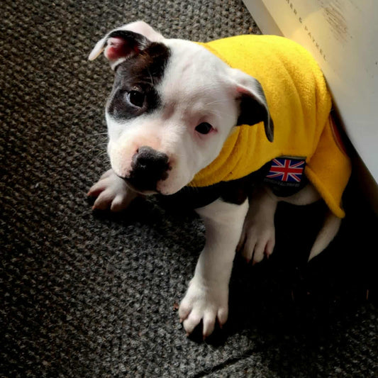 Staffy, Staffordshire Bull Terrier, SBT, Show Collar, Staffie, fleece