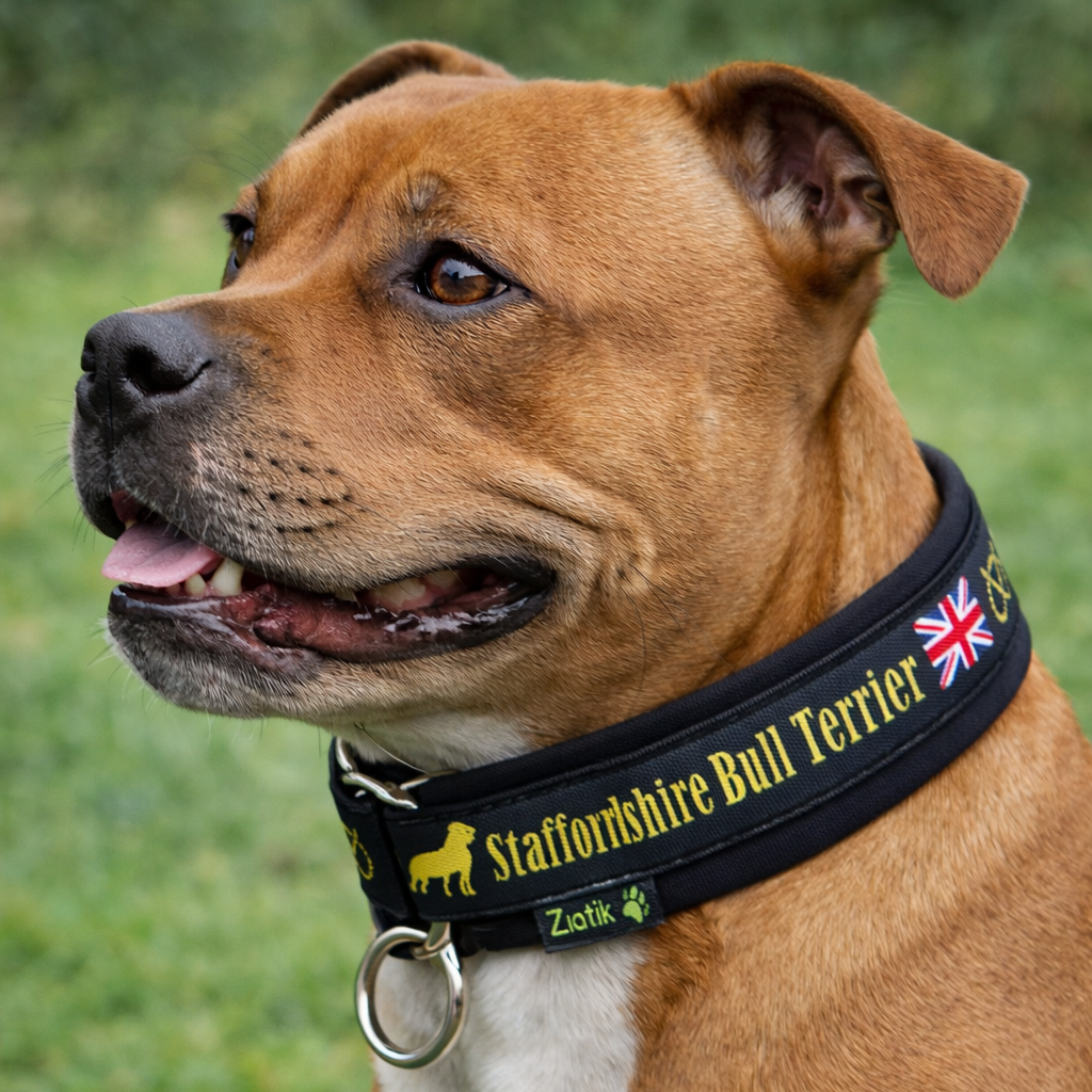 Dog wearing a collar with 'Staffordshire Bull Terrier' text and British flag, standing on grass.