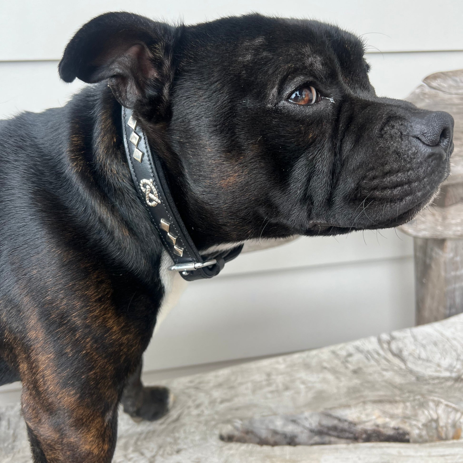 Staffy, staffie, Staffordshire bull terrier, dog, dogs, dog lovers, show dogs, SBT, Show Collar, Staffie, staffy leather collar 