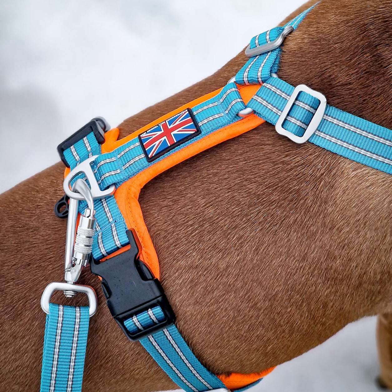 Staffy, staffie, Staffordshire bull terrier, dog, dogs, dog lovers, show dogs, SBT, Show Collar, Staffie, staffy harness