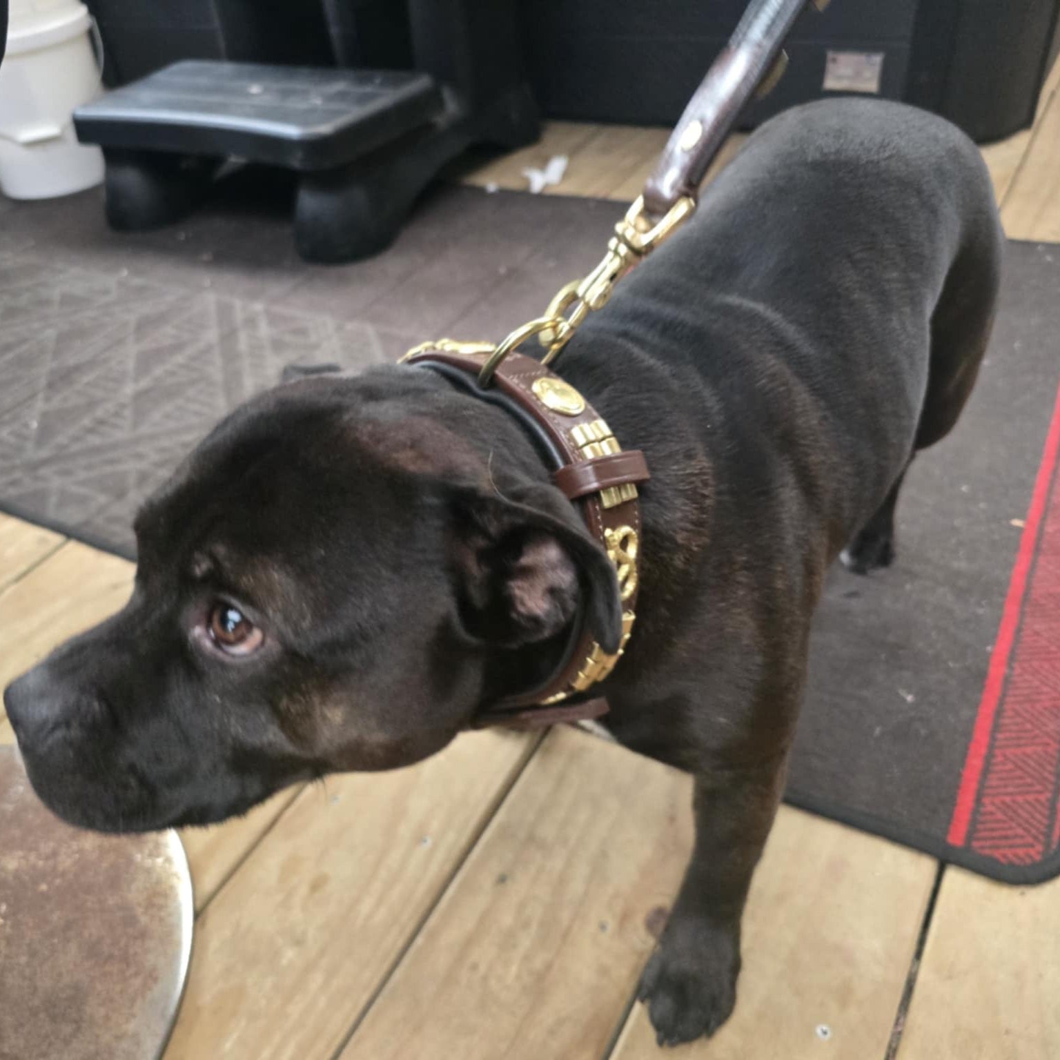 Staffy, staffie, Staffordshire bull terrier, dog, dogs, dog lovers, show dogs, SBT, Show Collar, Staffie, staffy wide leather collar set