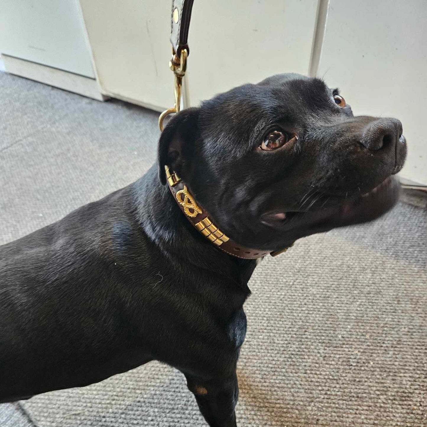Staffy, staffie, Staffordshire bull terrier, dog, dogs, dog lovers, show dogs, SBT, Show Collar, Staffie, staffy wide lether collar set