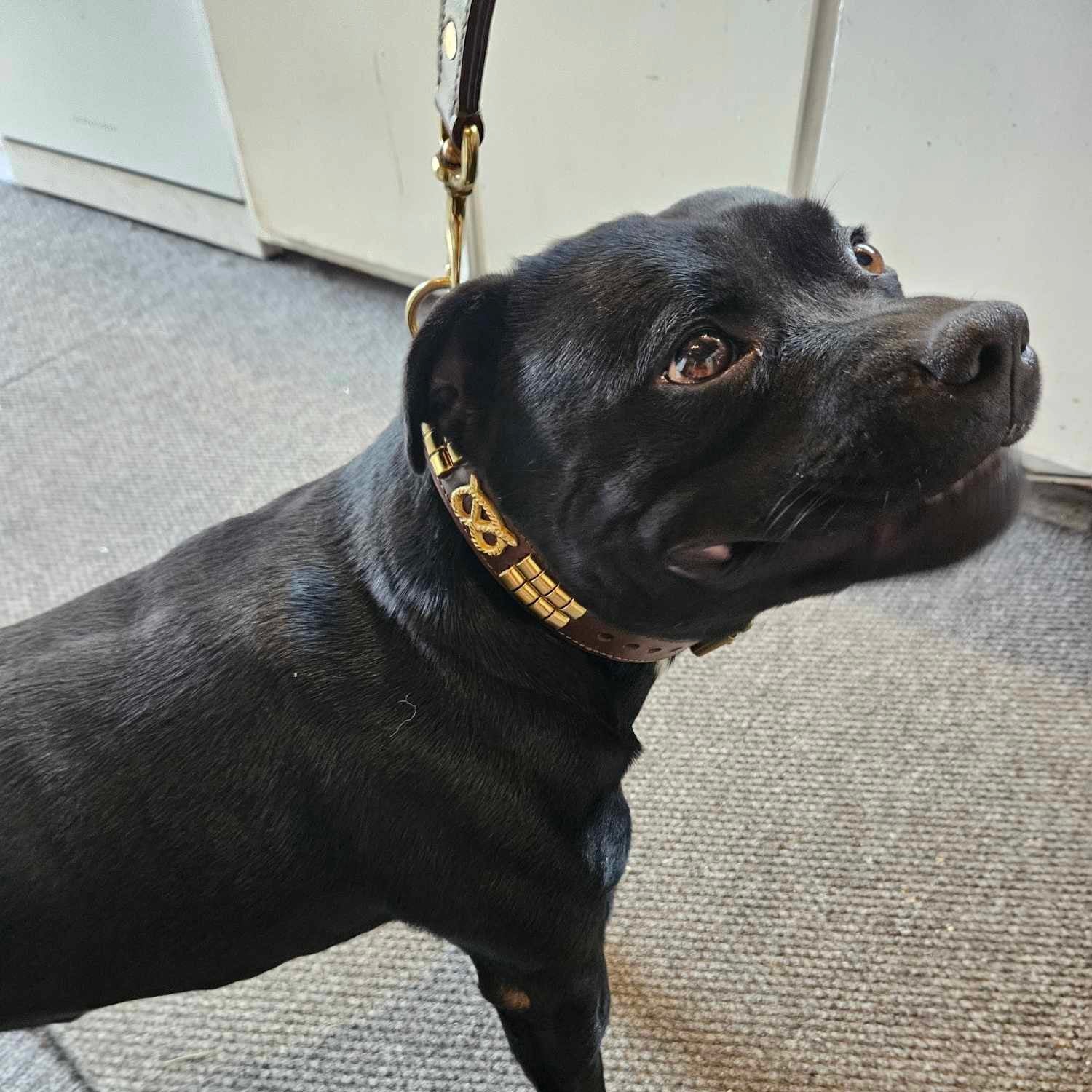 Staffy, staffie, Staffordshire bull terrier, dog, dogs, dog lovers, show dogs, SBT, Show Collar, Staffie, staffy wide lether collar set