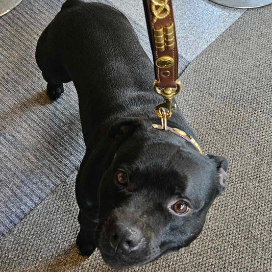 Staffy, staffie, Staffordshire bull terrier, dog, dogs, dog lovers, show dogs, SBT, Show Collar, Staffie, staffy wide leather collar set