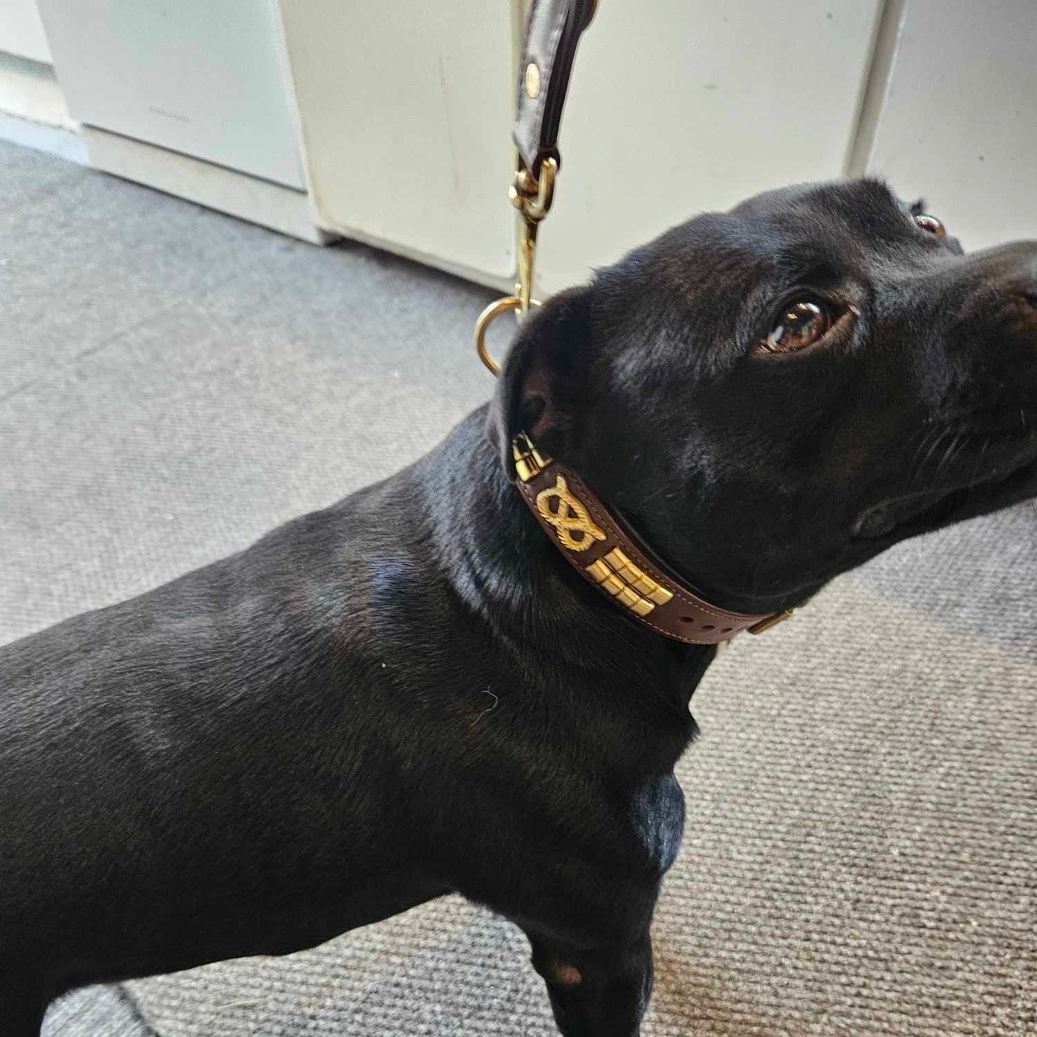 Staffy, staffie, Staffordshire bull terrier, dog, dogs, dog lovers, show dogs, SBT, Show Collar, Staffie, staffy wide leather collar set