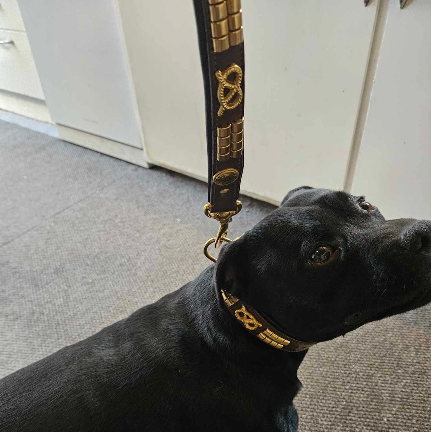 Staffy, staffie, Staffordshire bull terrier, dog, dogs, dog lovers, show dogs, SBT, Show Collar, Staffie, staffy wide leather collar set