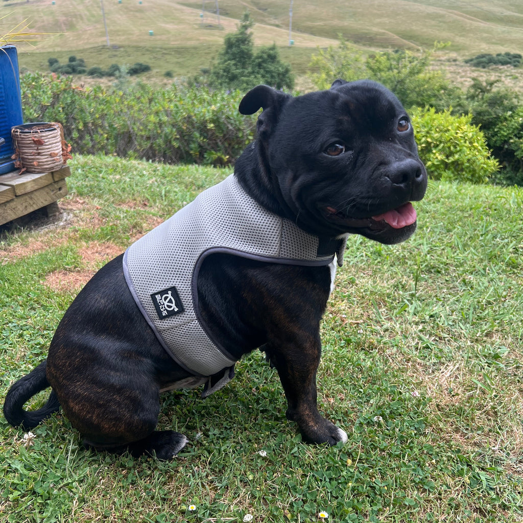 Black dog wearing a cooling vest on a grassy field