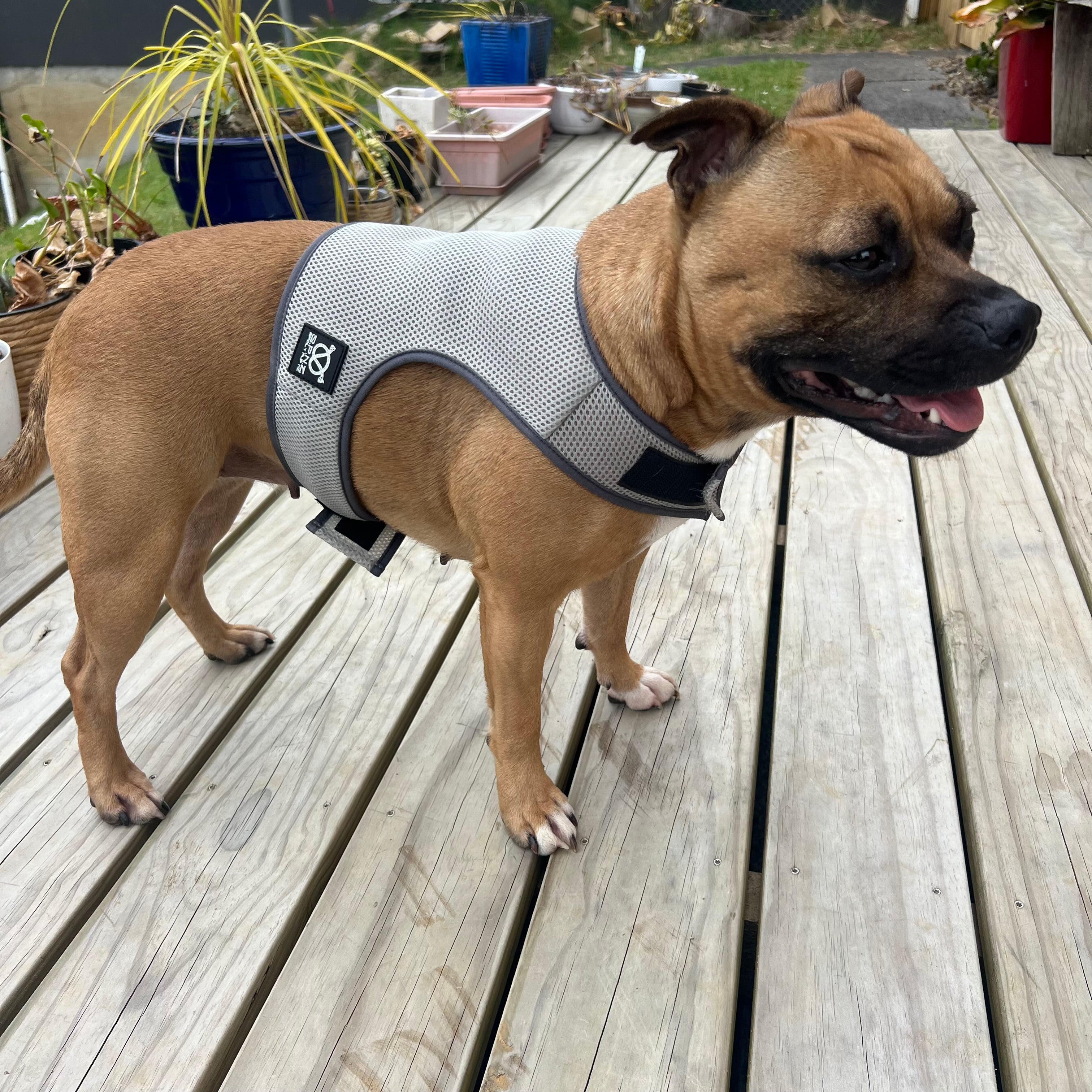 Dog wearing a cooling vest on a wooden deck