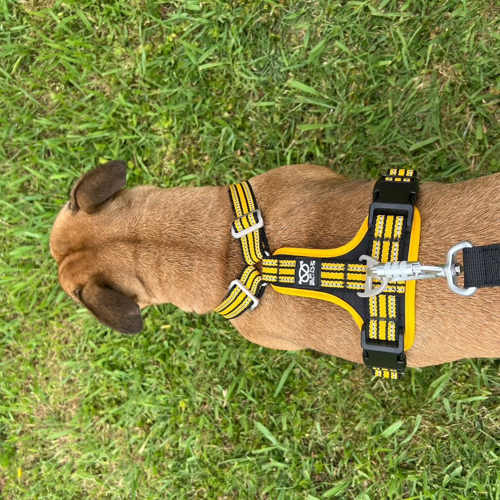 staffordshire bull terrier wearing a yellow and black harness on grass