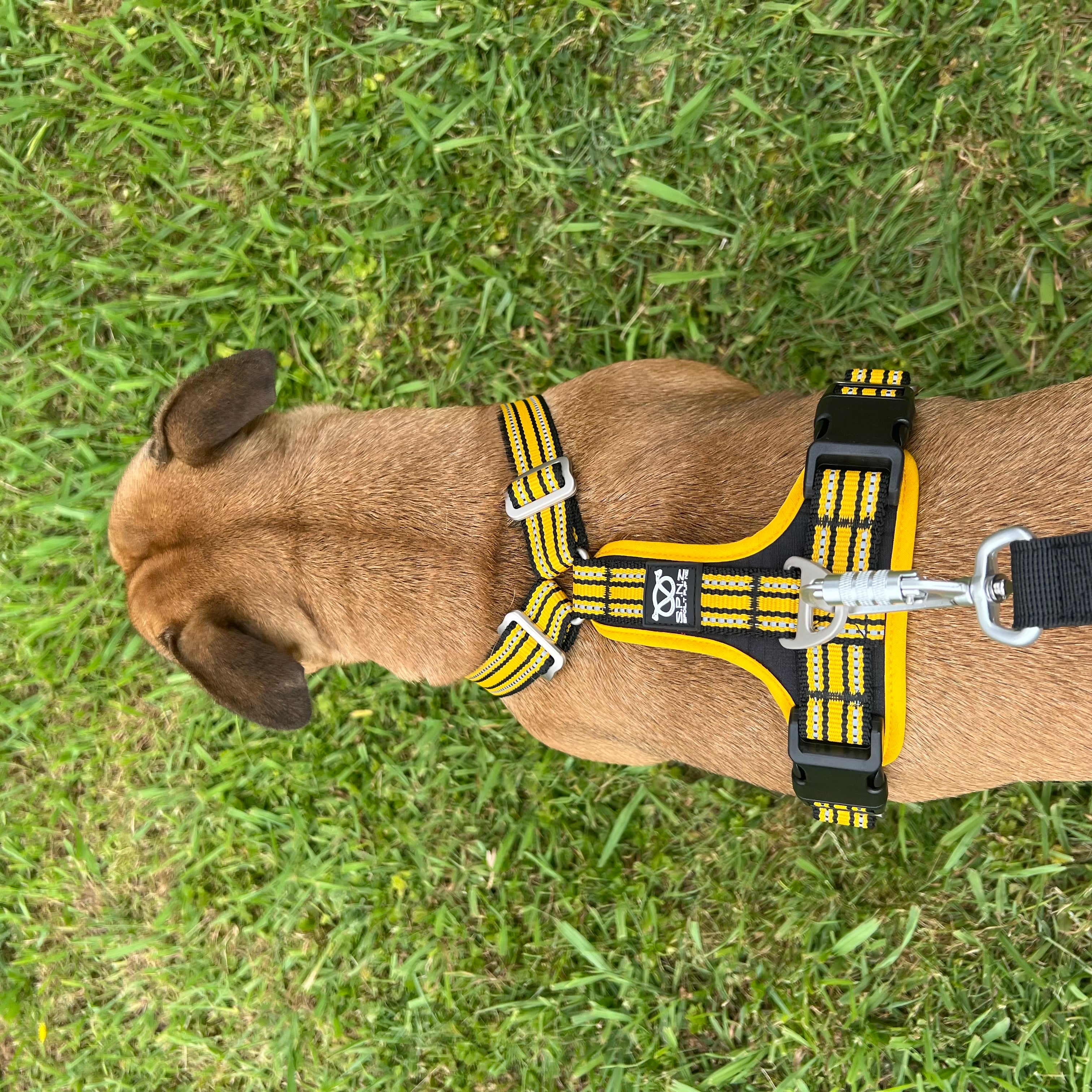 staffordshire bull terrier wearing a yellow and black harness on grass