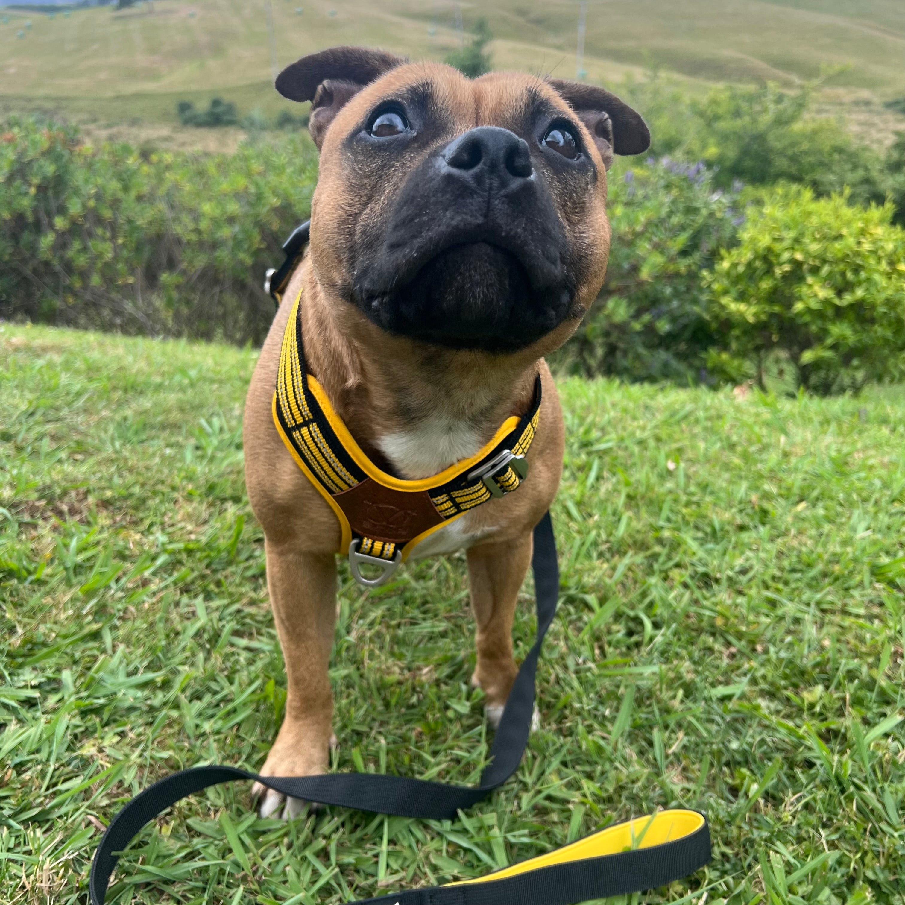 staffordshire bull terrier wearing a yellow harness standing on grass with a scenic background