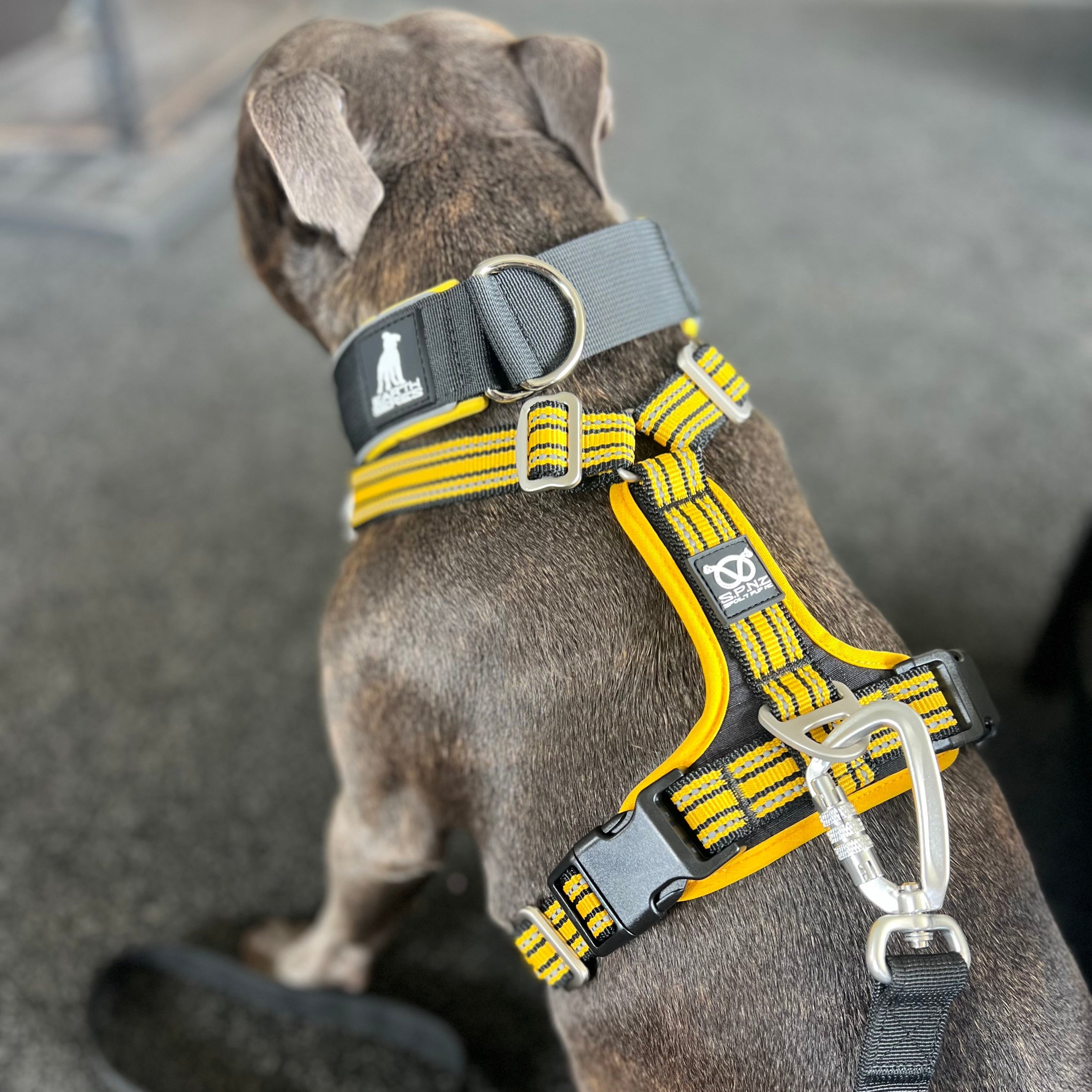 staffordshire bull terrier wearing a yellow and black harness with a visible brand logo.