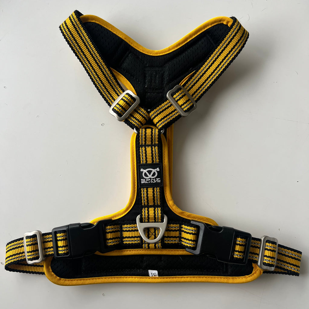 Black and yellow staffordshire bull terrier harness on a white background