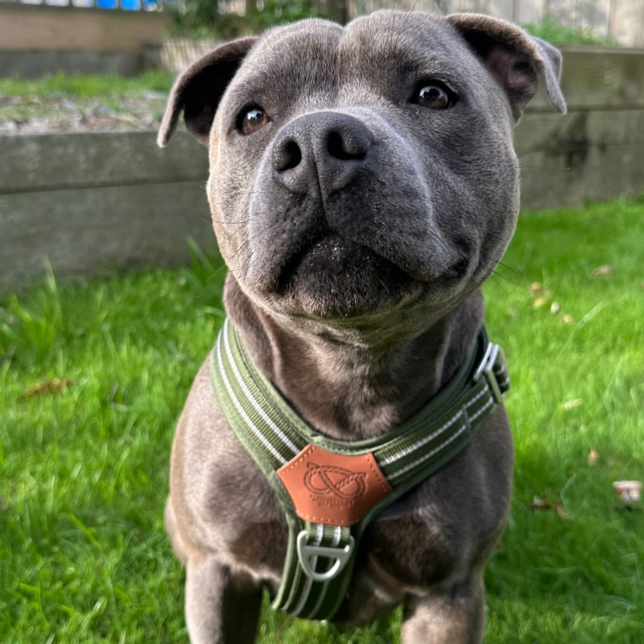 Staffy, Staffordshire Bull Terrier, SBT, Show Collar, Staffie, staffy harness