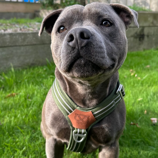 Staffy, Staffordshire Bull Terrier, SBT, Show Collar, Staffie, staffy harness