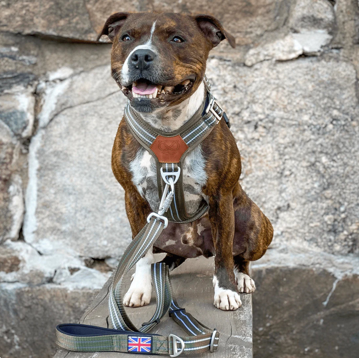 Staffy, staffie, Staffordshire bull terrier, dog, dogs, dog lovers, show dogs, SBT, Show Collar, Staffie, staffy harness